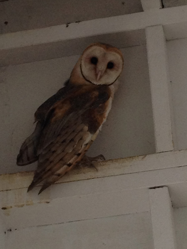 Meet Fox the Barn Owl